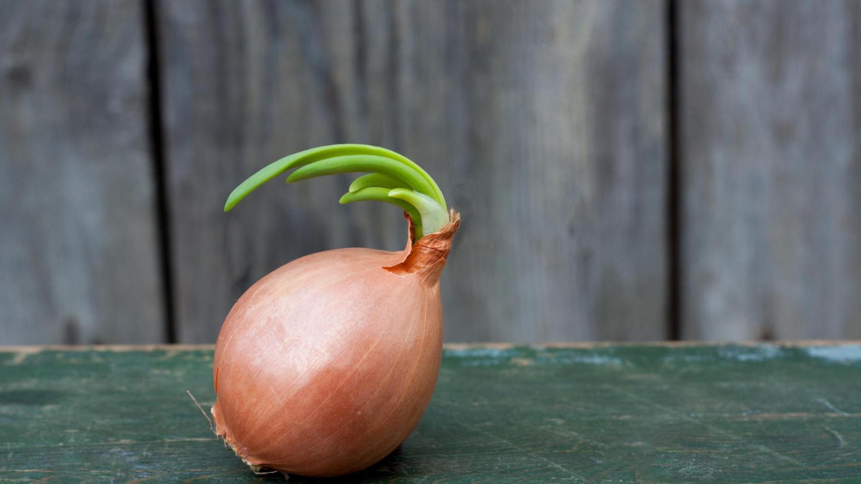 Una cebolla con brotes