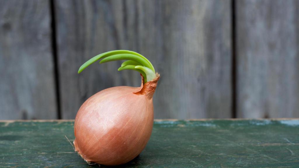 Una cebolla con brotes