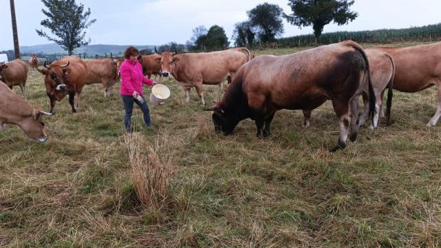 Ganadera en Tineo (Asturias)