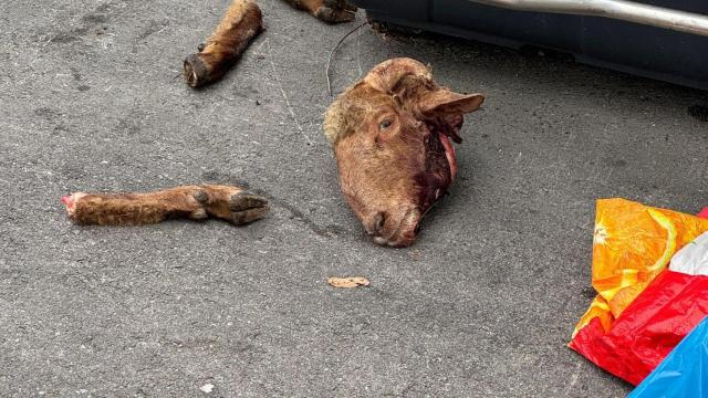 Aparecen restos de un carnero decapitado en plena calle de San Sebastián de los Reyes: no es la primera vez