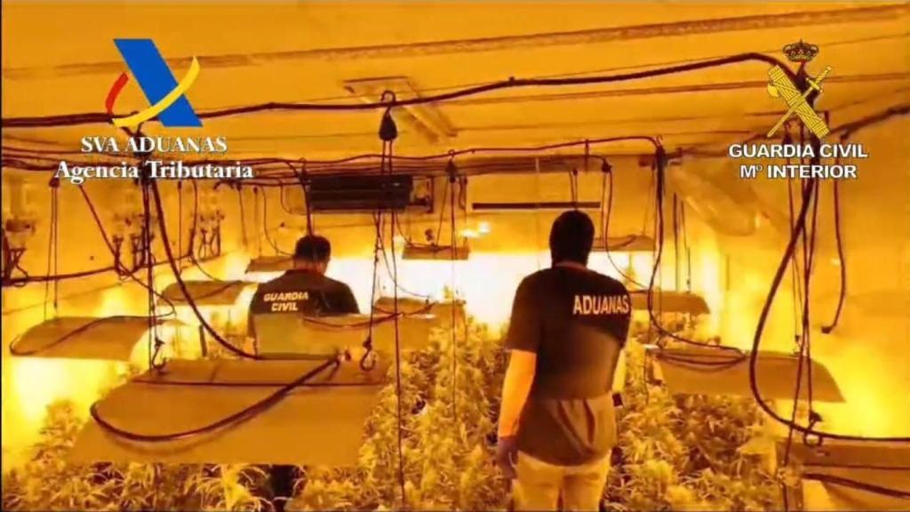 La Guardia Civil durante la incautación de 102 plantas de marihuana en Mairena del Aljarafe