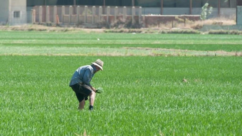 Agricultor en una explotación de arroz