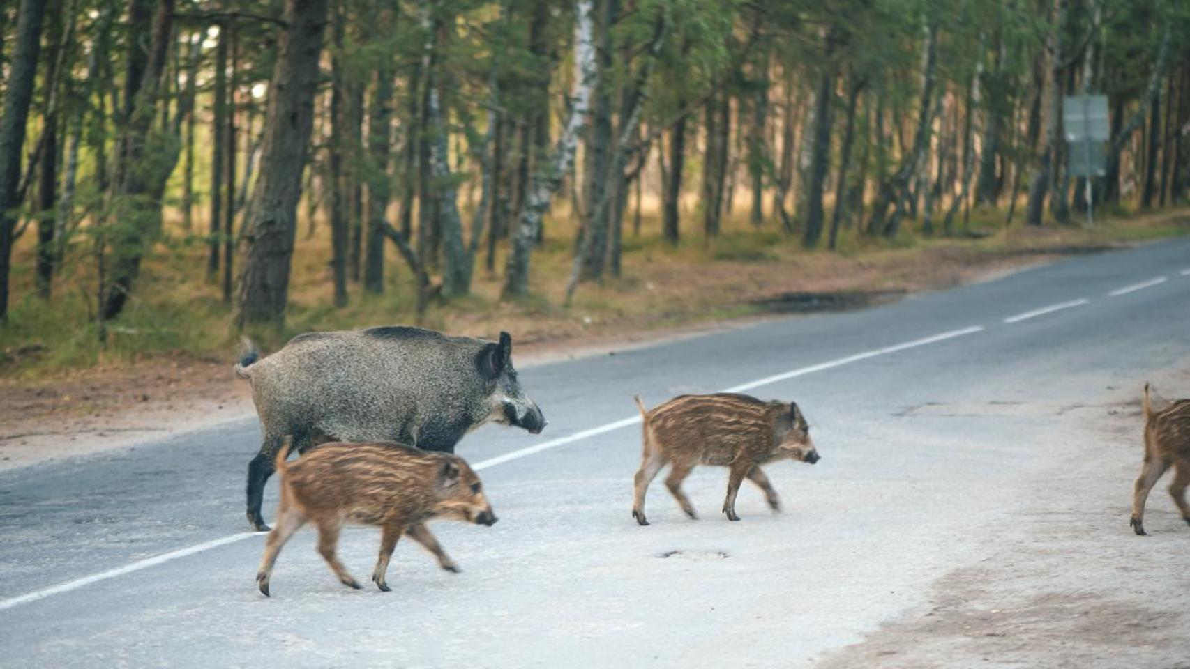 Imagen de archivo de animales en la carretera.