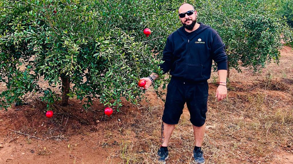 Raúl Gómez, encargado de la Cristo de la Salud Cooperativa Valenciana, en un cultivo de granadas.