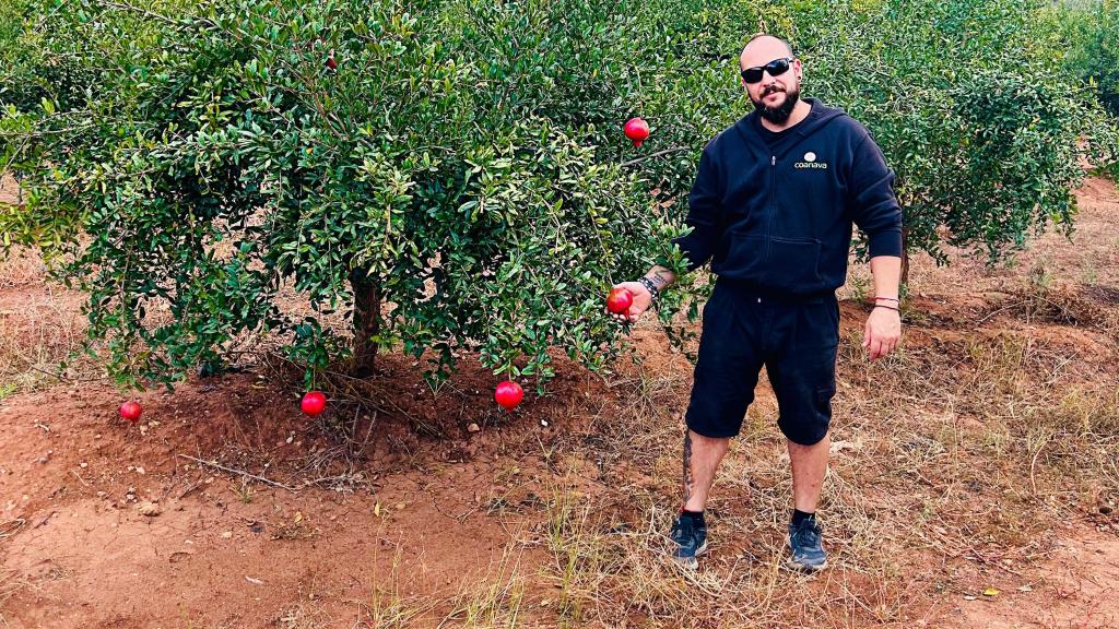 Raúl Gómez, encargado de la Cristo de la Salud Cooperativa Valenciana, en un cultivo de granadas.