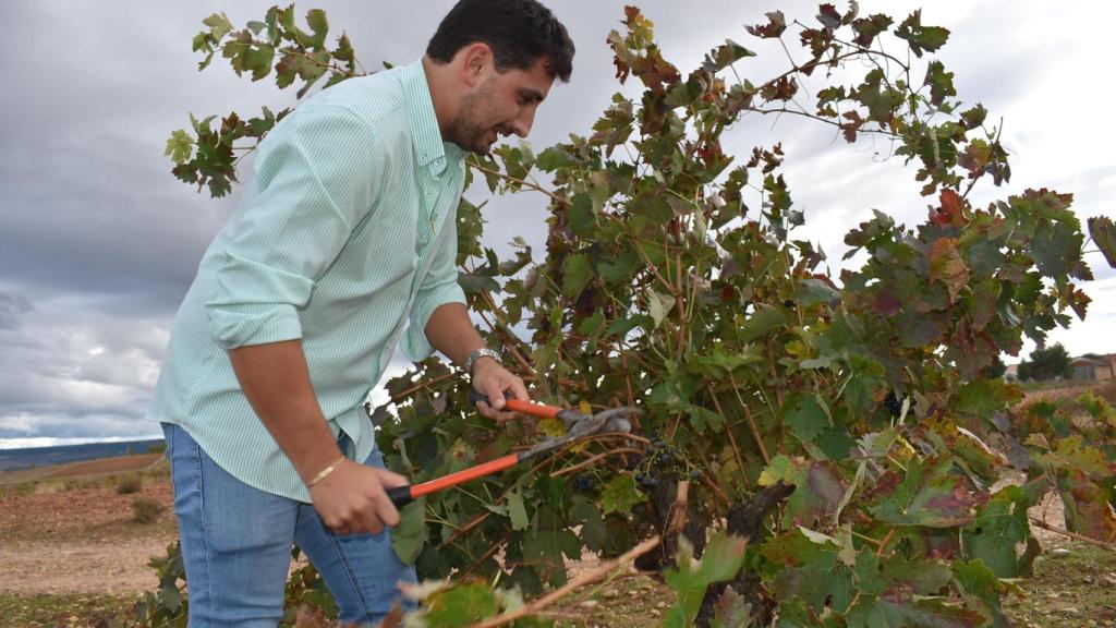 Daniel podando las viñas