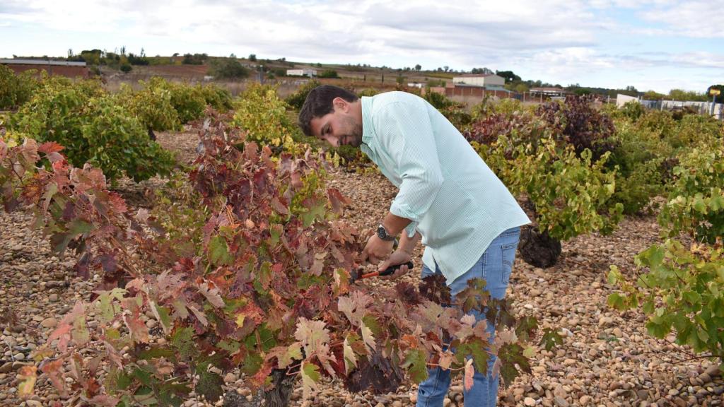 Daniel trabajando en la poda de viñas en Cigales