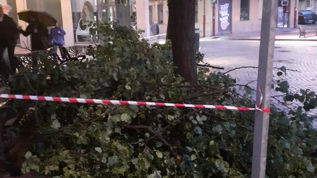 Árboles desprendidos en la plaza del Oeste