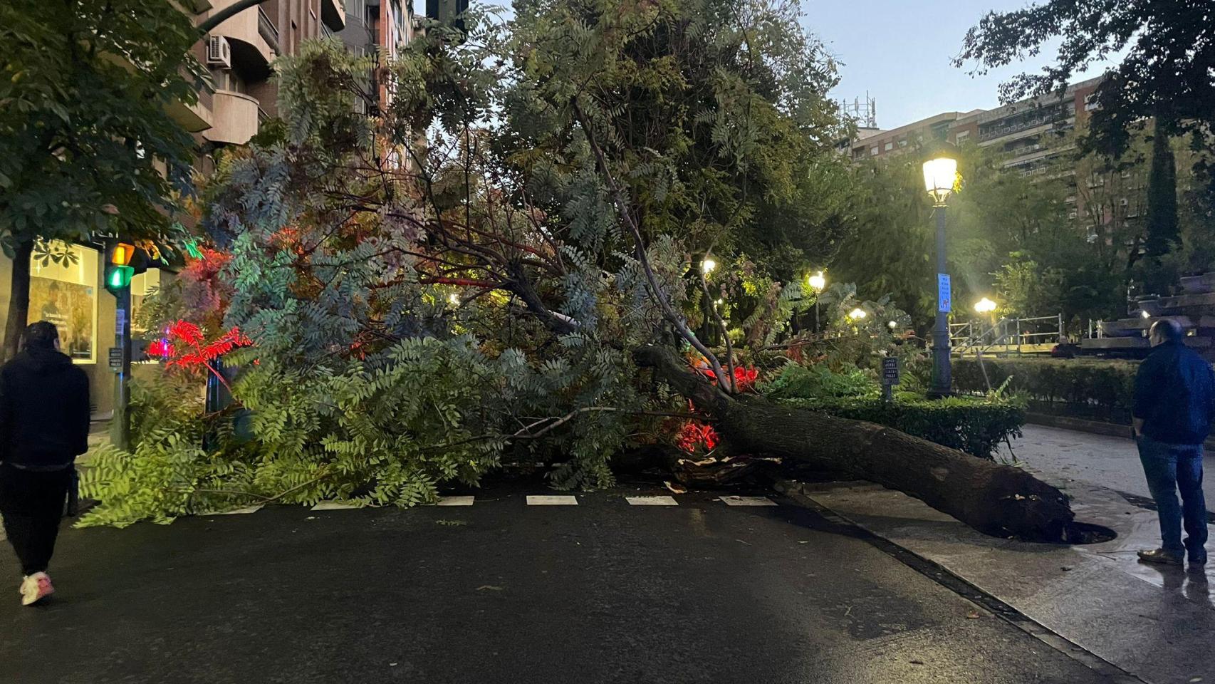 Árbol caído. Foto: Policía Local Puertollano.