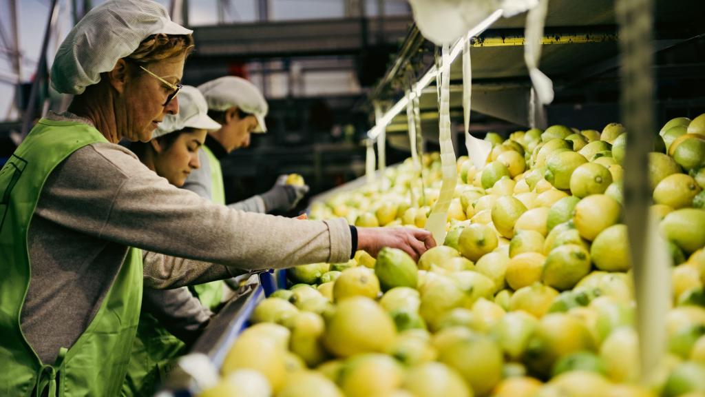 Varias trabajadoras comprueban limones recién recogidos en las instalaciones de Limonar de Santomera.