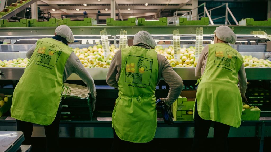 Tres empleados en la cadena de producción de Limonar de Santomera.