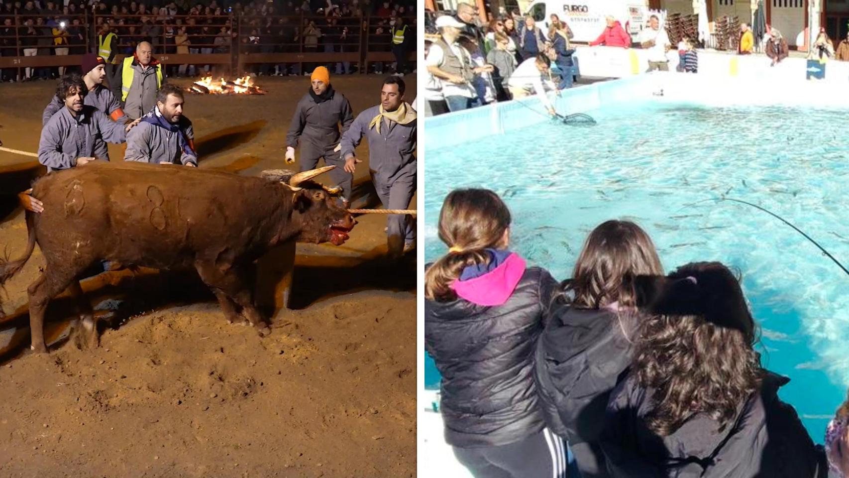 Imagen del Toro Júbilo (Foto: Pacma) y una de las piscinas con truchas instaladas en León (Foto: Fundación Patrimonio Natural)