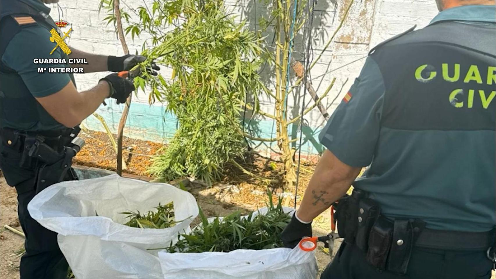 La Guardia Civil localiza las plantaciones de marihuana