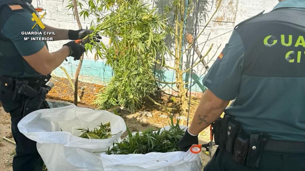 La Guardia Civil localiza las plantaciones de marihuana