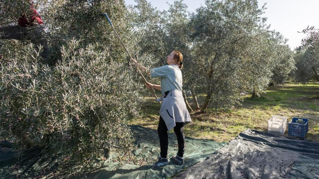 Mujeres agricultoras recogiendo aceitunas en un olivar.