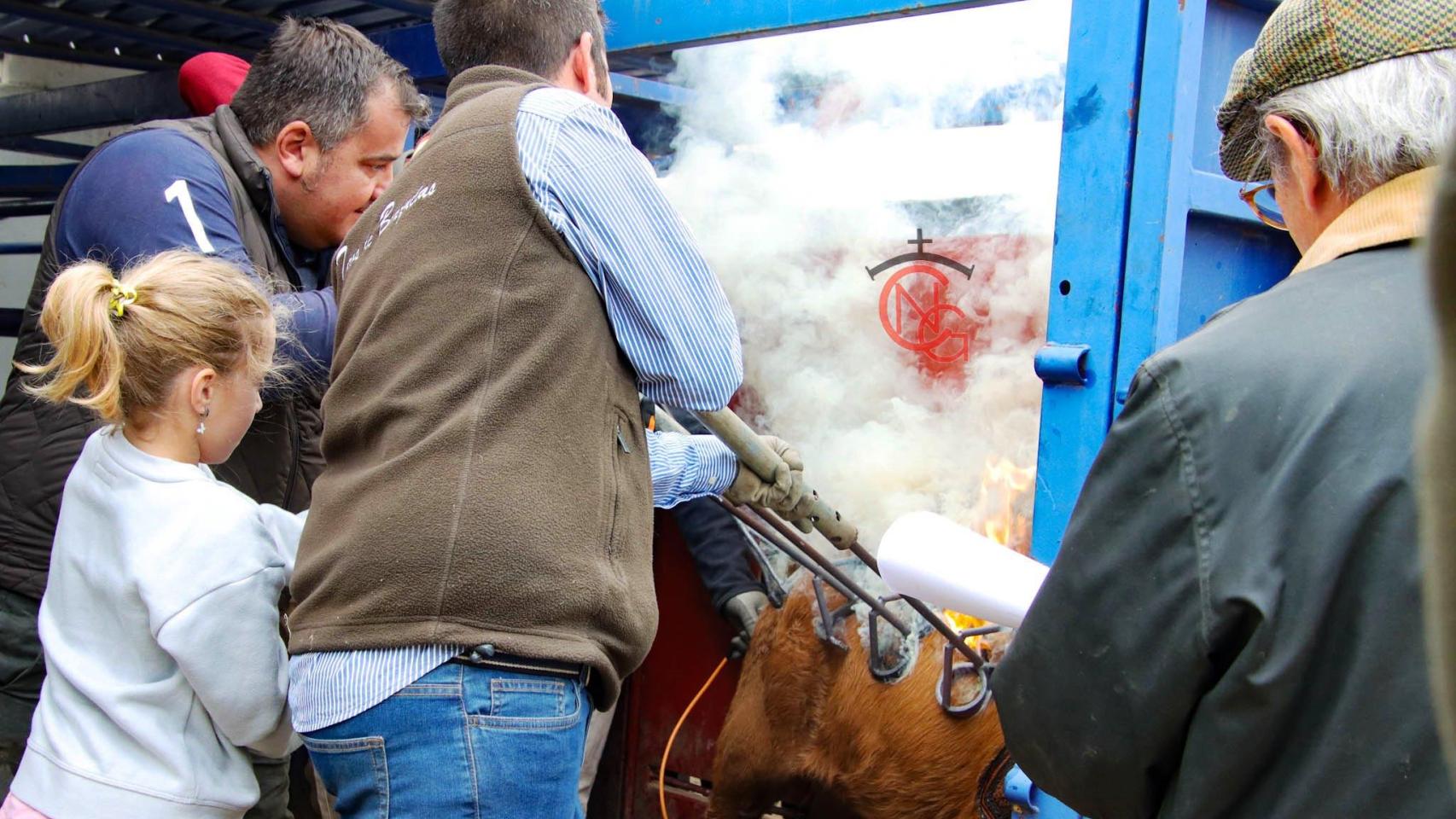 Mañana de tentadero en Toros de Brazuelas. Fotos de Natalia Calvo