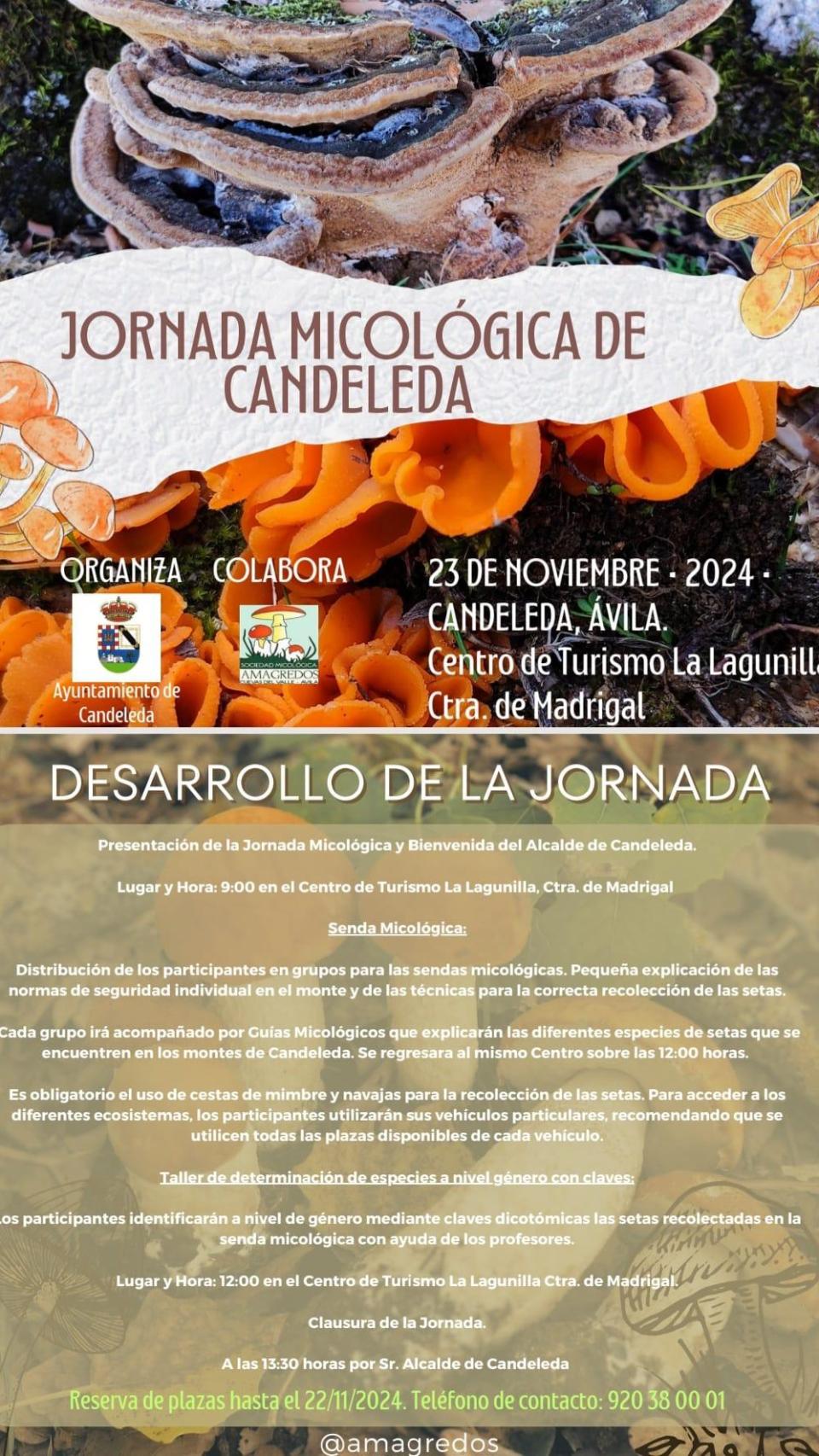 Cartel Jornadas Micológicas en Candeleda