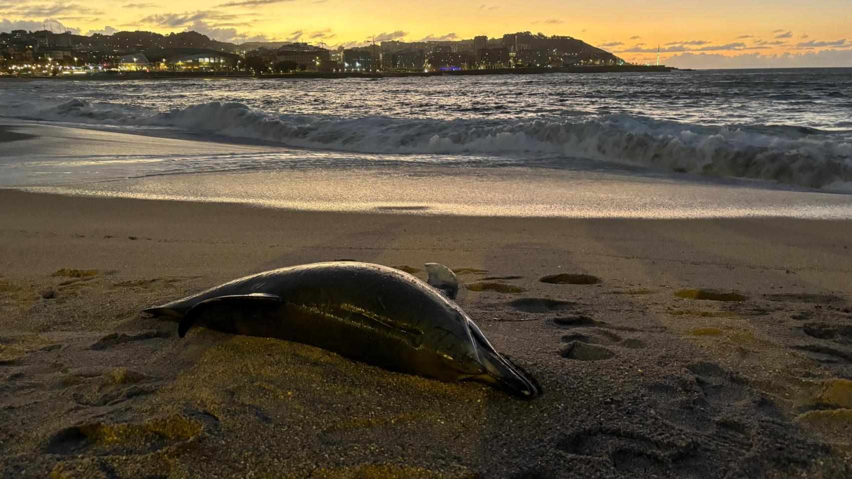 La bajada de la marea deja a un delfín varado en la plaza de Orzán en A Coruña