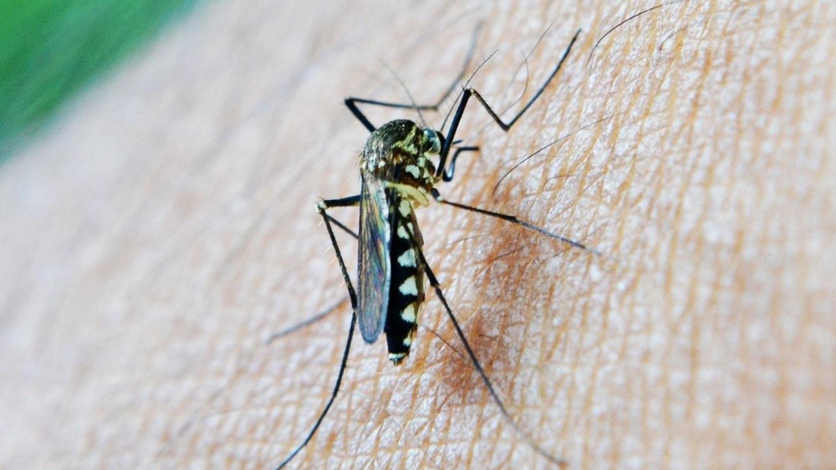 Imagen de un mosquito transmisor del Virus del Nilo.