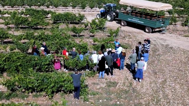 Enoturismo en Madrid, experiencias inolvidables para sublimar el vino madrileño