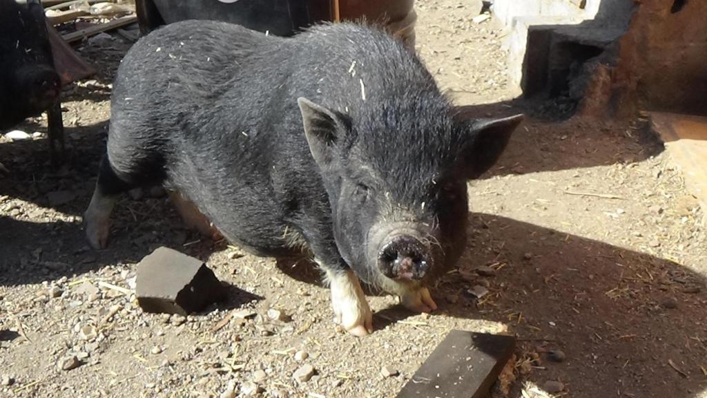 Cerdo vietnamita asilvestrado en Paracuellos de Jarama