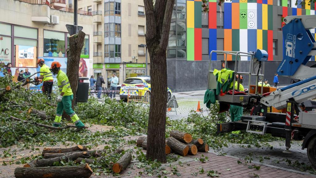 Tala de árboles en la plaza del Oeste de Salamanca