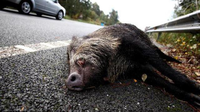 Un jabalí tras ser atropellado en una carretera.