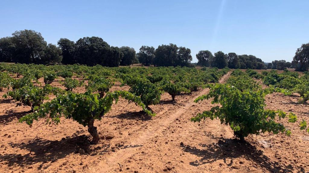 Los viñedos de donde nacen estos singulares vinos.