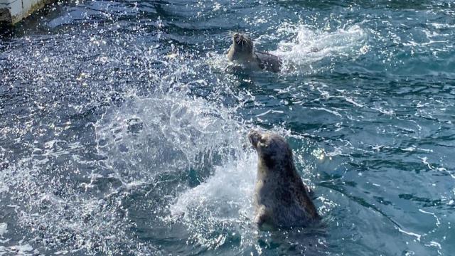 Focas en el Aquarium Finisterrae