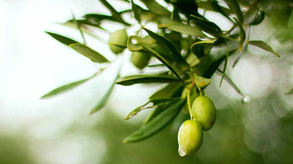 Unas aceitunas en el olivo.