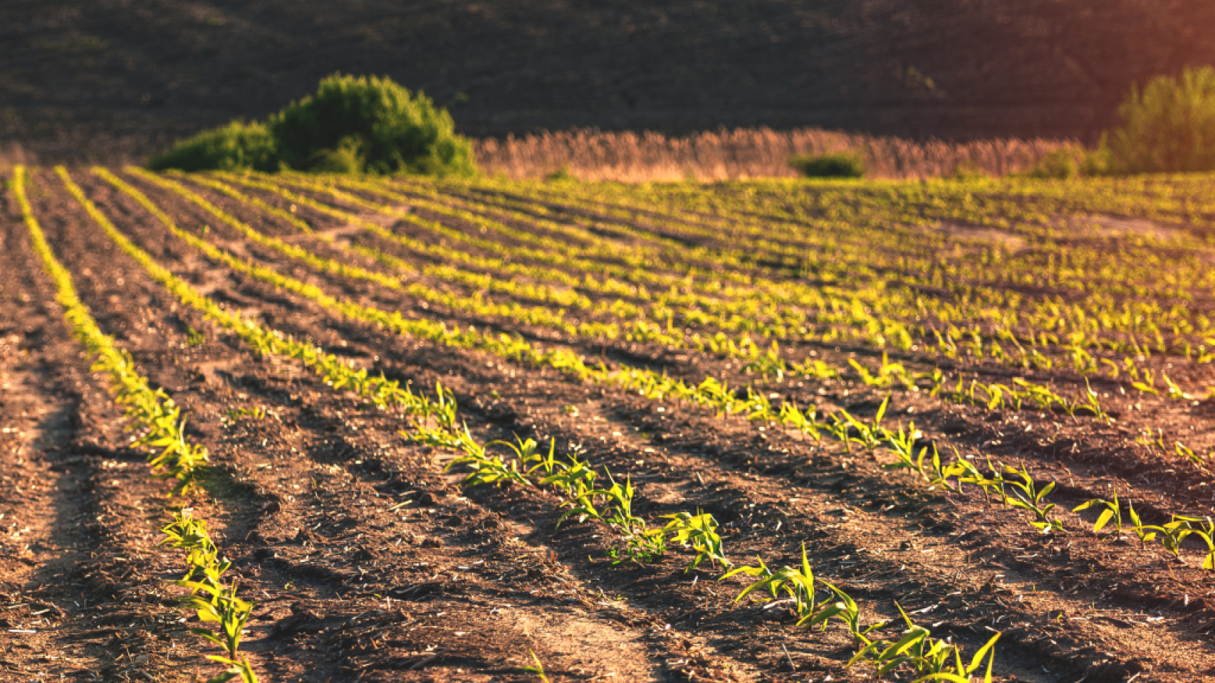 Los beneficios del biometano contra el cambio climático y a la fertilización de los campos