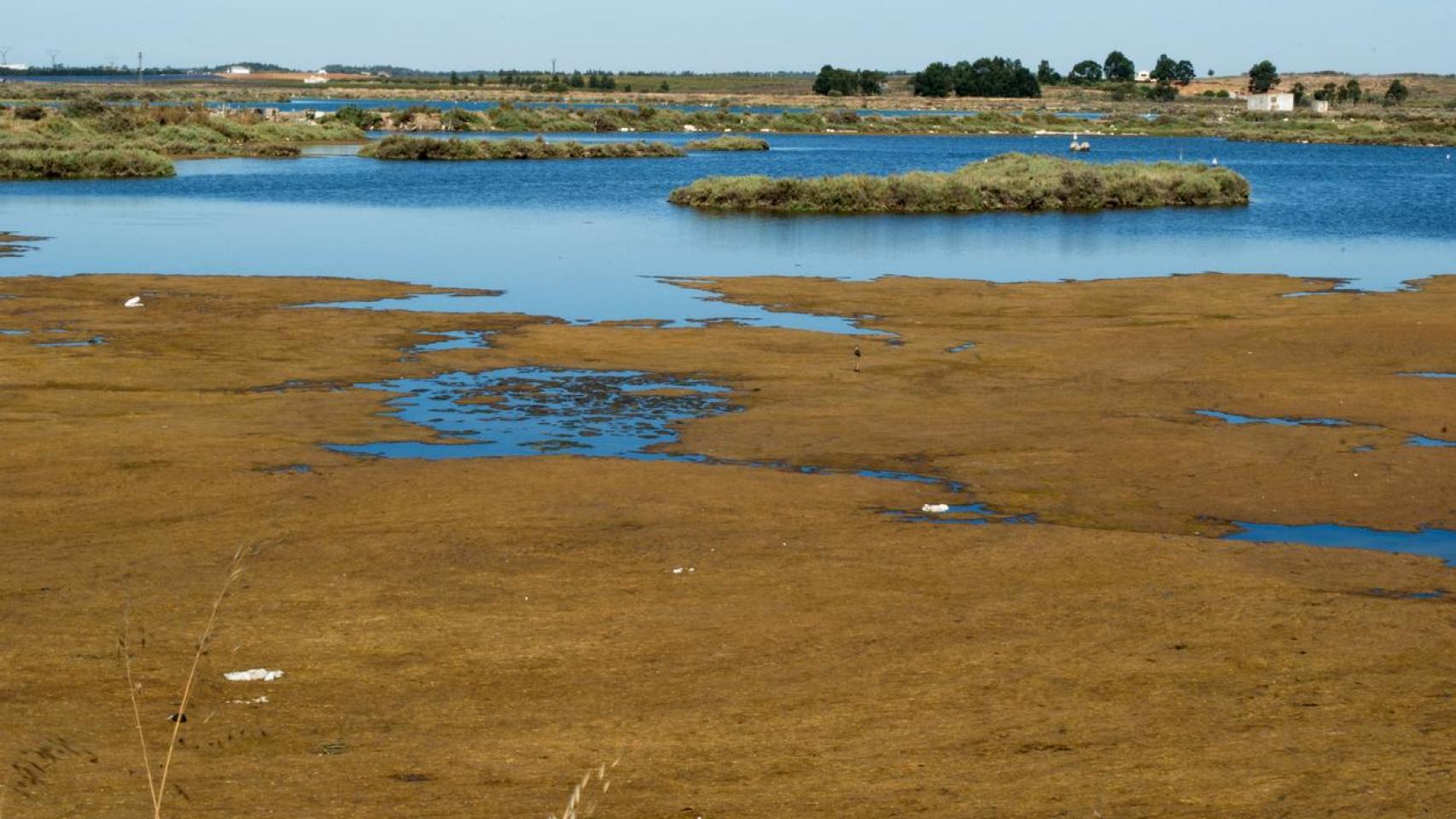 Doñana es la cara de la emergencia climática.