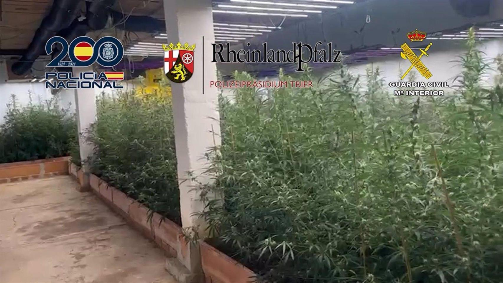 Algunas de las plantas.