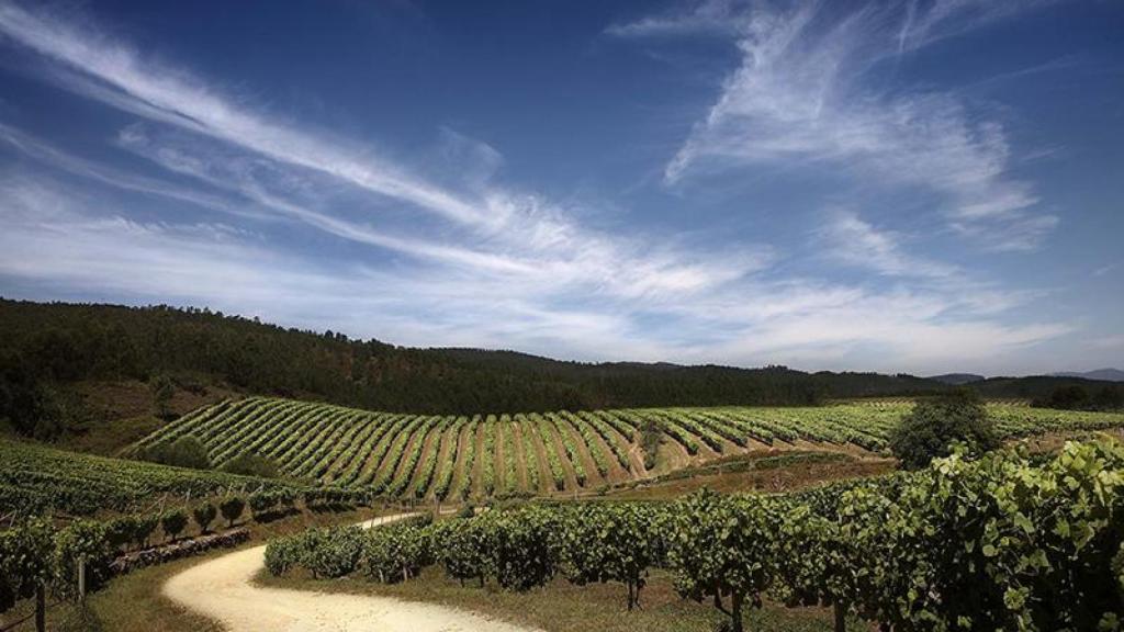 Viñedos de la bodega Terras Gauda