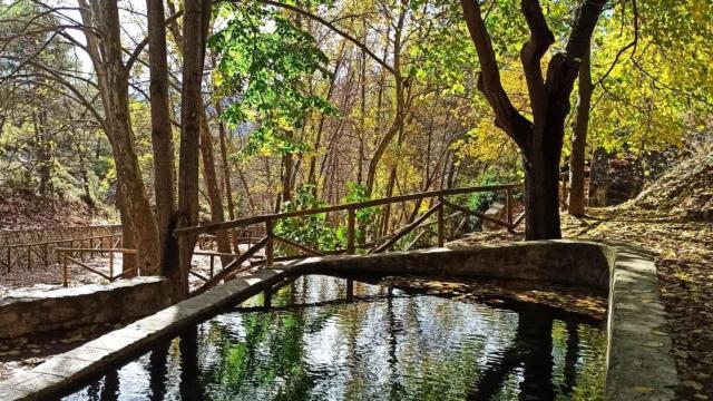 El paisaje está repleto de árboles.