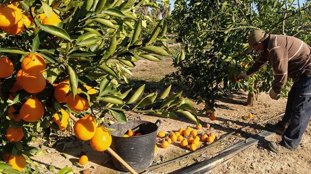 Un agricultor recoge naranjas.