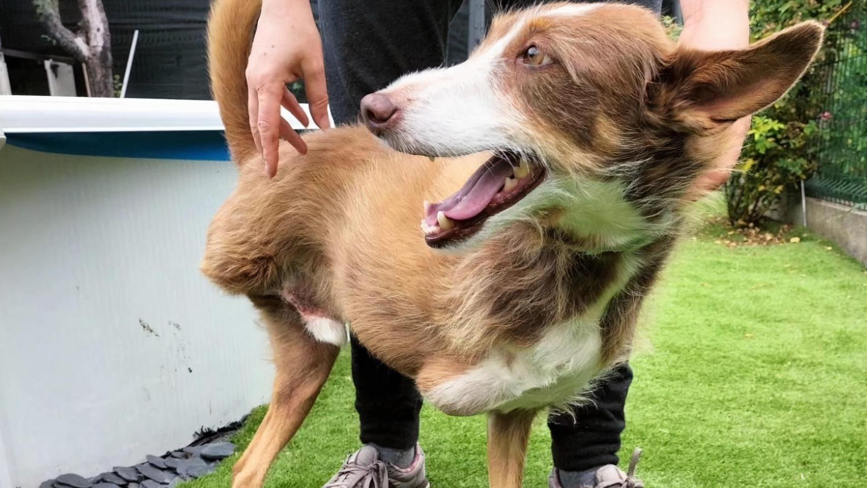 El perrito gallego Cas necesita una silla de ruedas