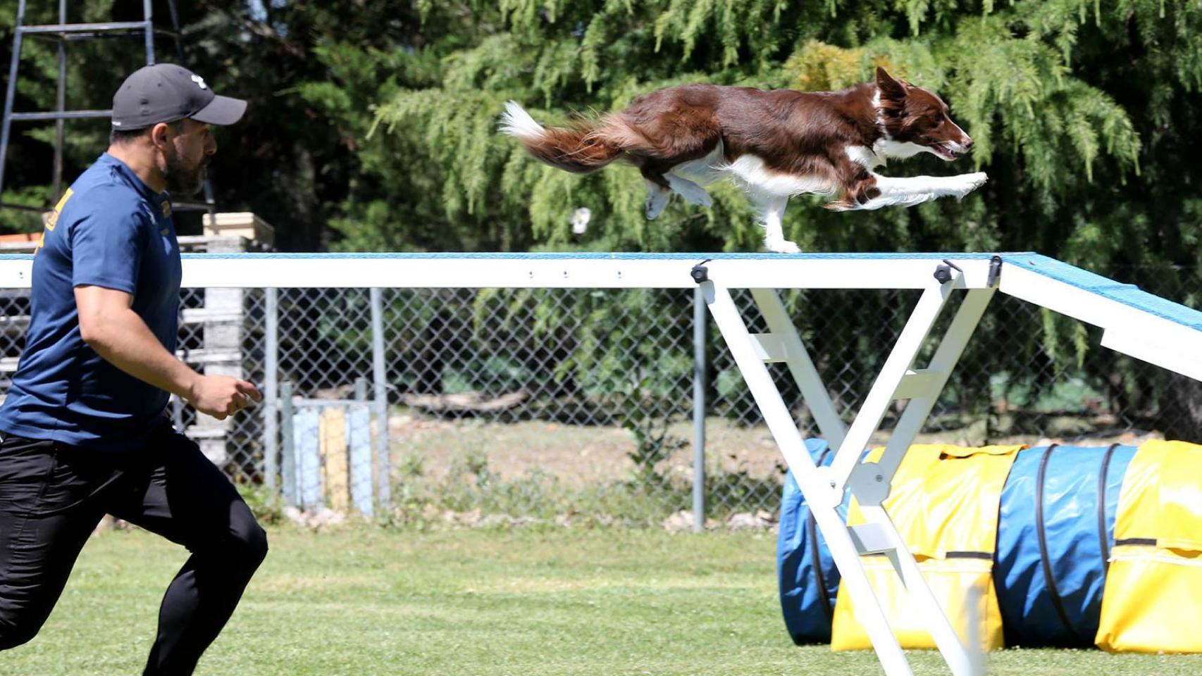 Club Deportivo de Agility Valladolid