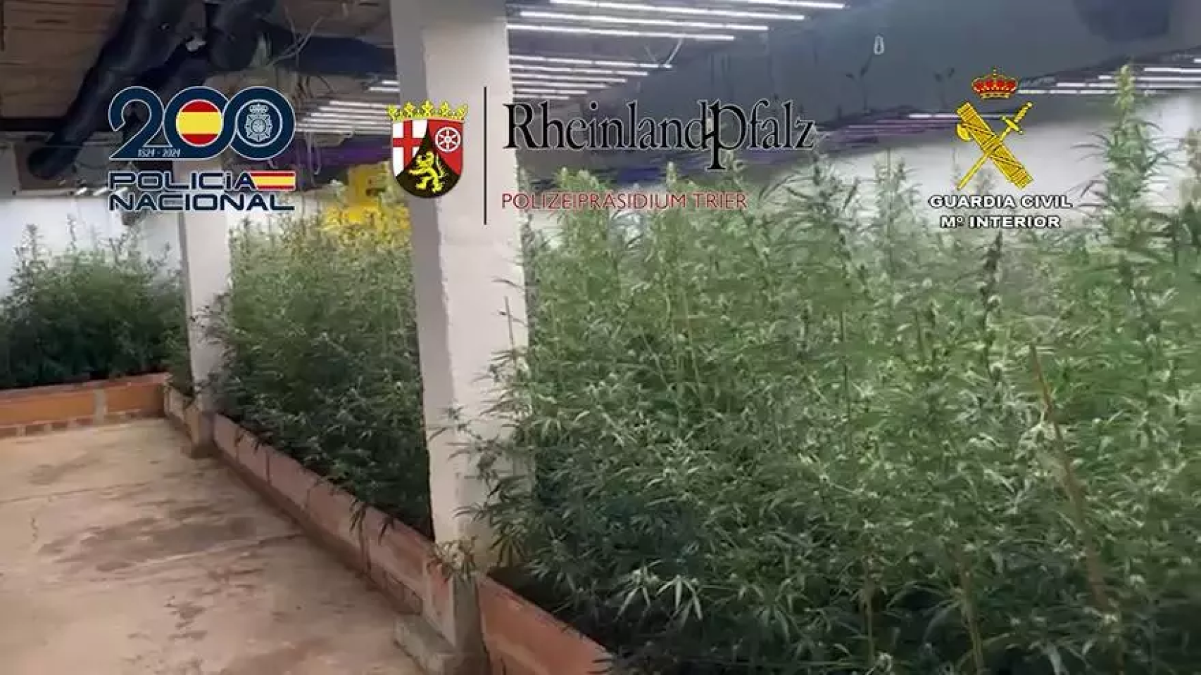 Una plantación de marihuana hallada en el interior de Málaga.