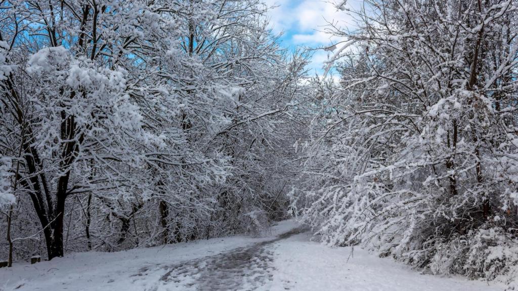 Bosque invernal