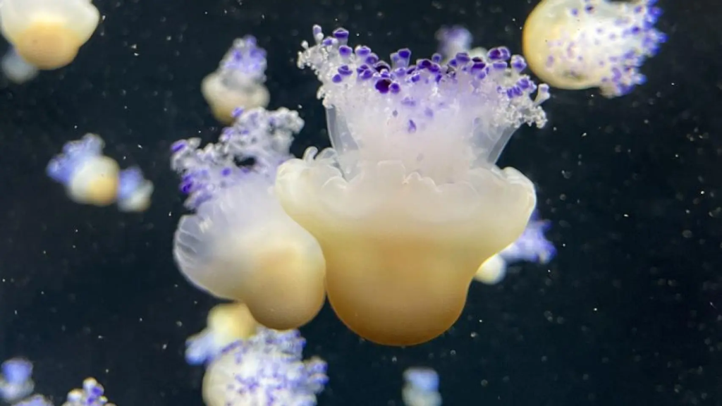 Varias medusas huevo frito, muy comunes en el Mar Menor.