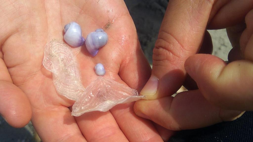 Una persona sostiene dos medusas velero en 2021 en una playa La Manga.