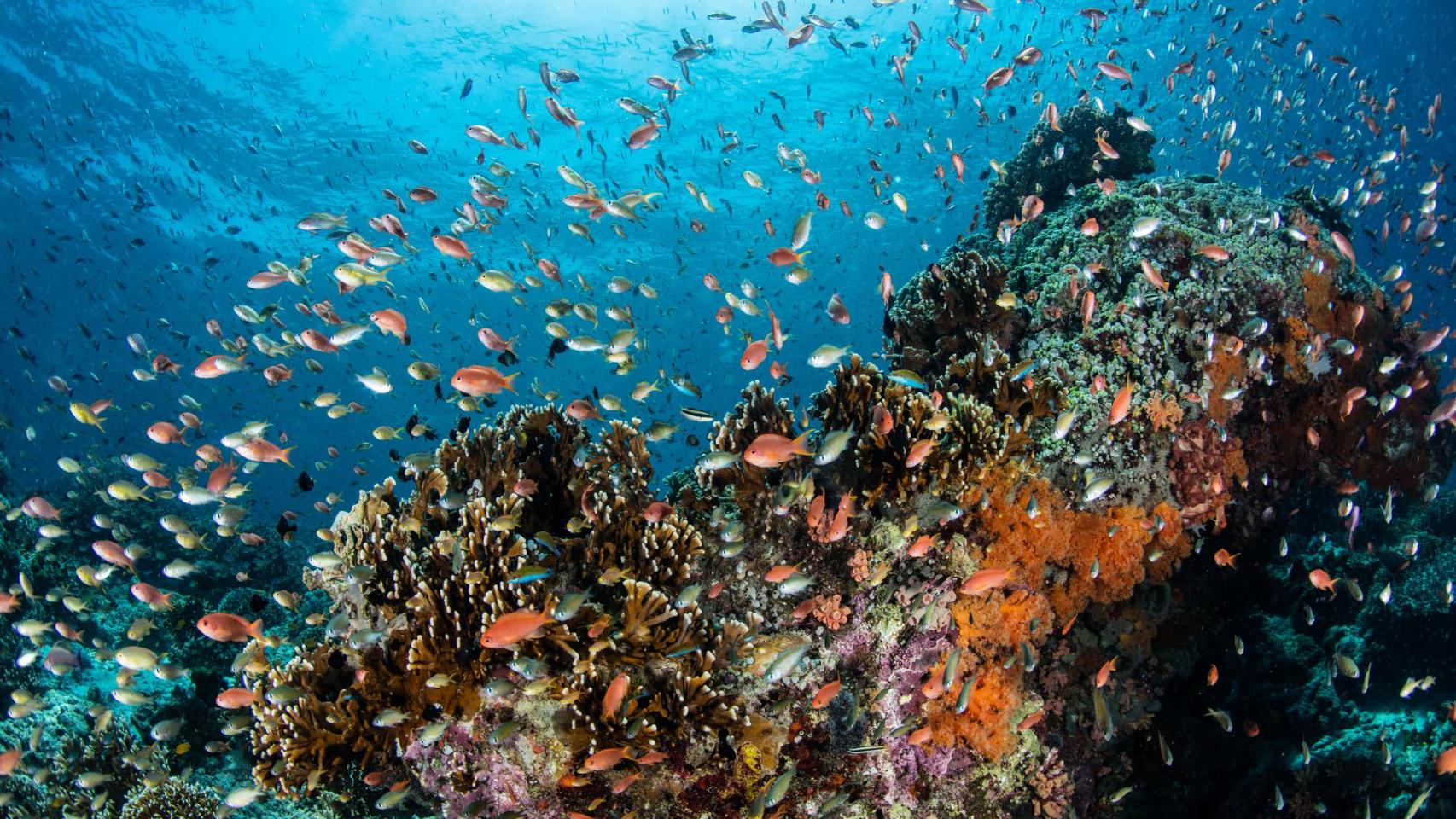 Fotografía bajo el mar de la Gran Barrera de Coral, Australia.