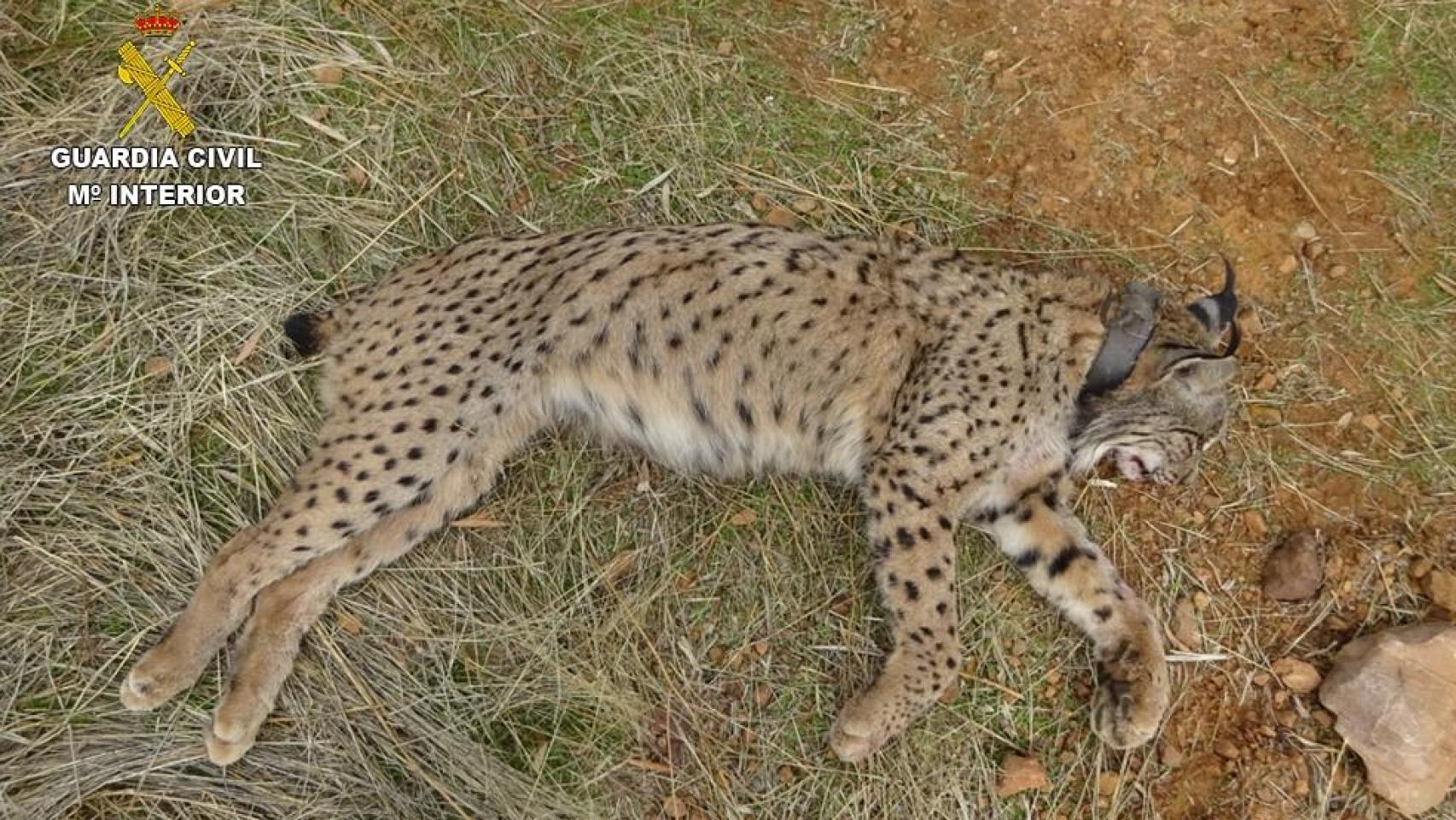 Lince abatido en Villamanrique (Ciudad Real).