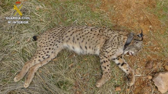 Lince abatido en Villamanrique (Ciudad Real).