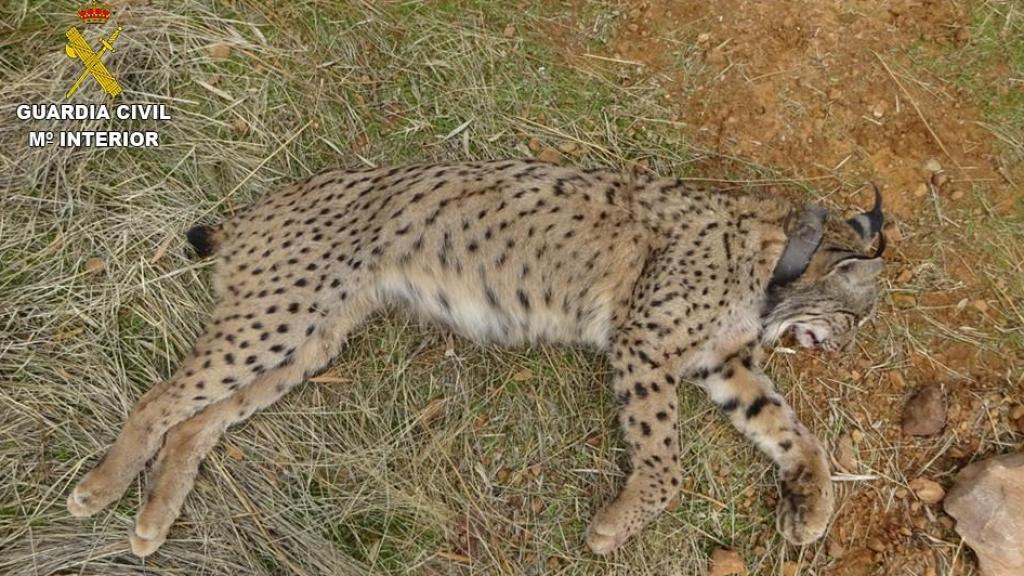 Lince abatido en Villamanrique (Ciudad Real).