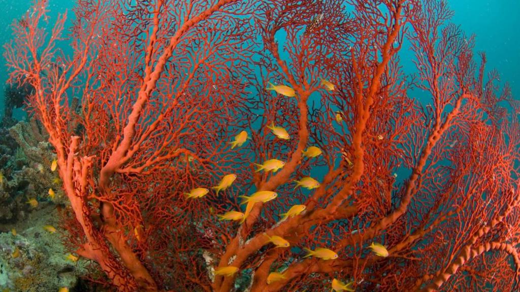 Coral rojo y peces dorados.