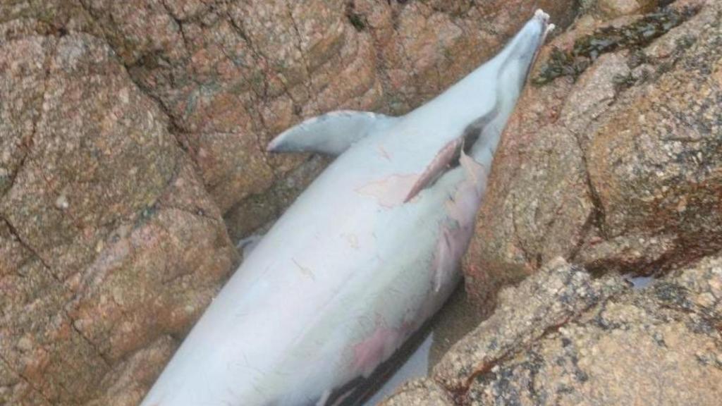 Delfín muerto en la zona de San Roque.