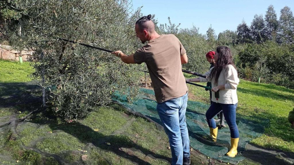 La nueva cosecha de la gallega Aceites Abril alcanzará el récord de 45.000 kilos de olivas.