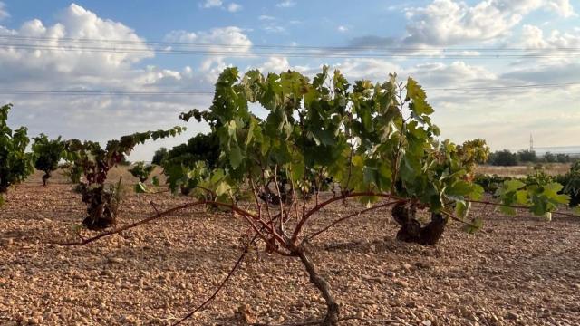 Las viñas se están muriendo por la accion de los conejos